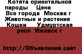 Котята ориентальной пароды  › Цена ­ 12 000 - Все города, Москва г. Животные и растения » Кошки   . Удмуртская респ.,Ижевск г.